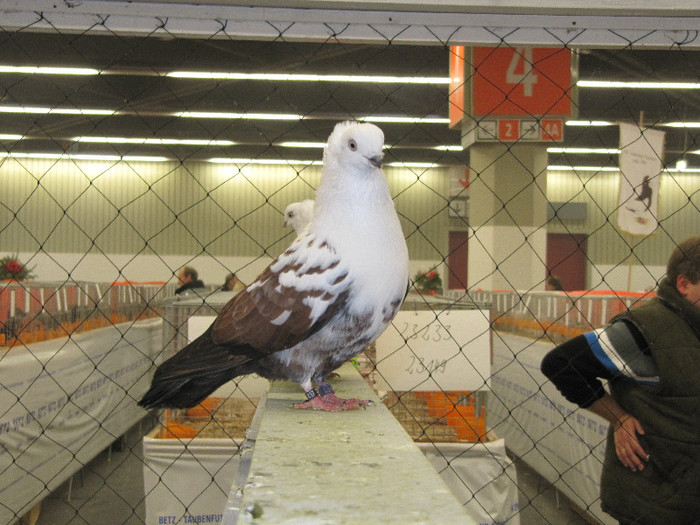 N - Expozitia nationala a Germaniei decembrie 2012
