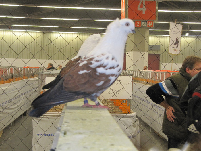 N - Expozitia nationala a Germaniei decembrie 2012