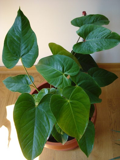 Red Anthurium (2009, May 28) - Anthurium Red