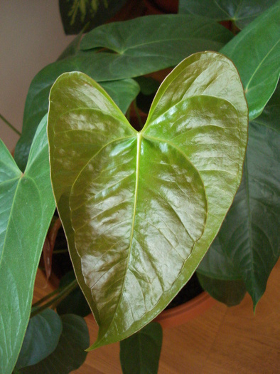 Red Flamingo Flower (2009, Aug.04) - Anthurium Red