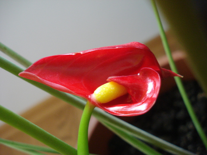 Red Boy Flower (2010, May 18) - Anthurium Red