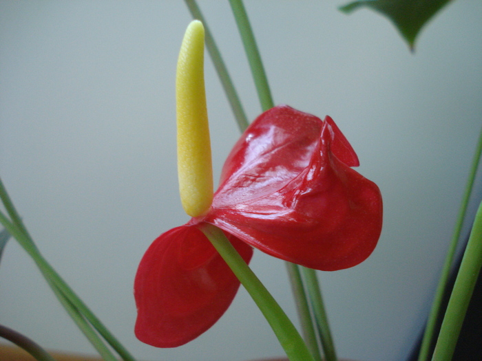 Red Boy Flower (2010, May 18) - Anthurium Red