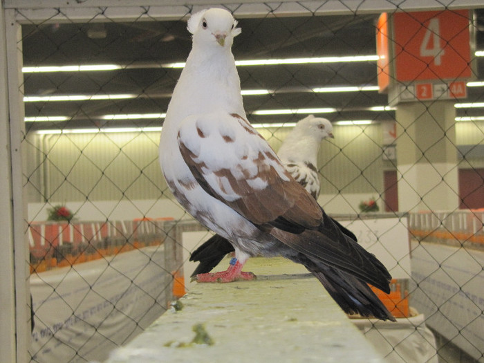 N - Expozitia nationala a Germaniei decembrie 2012
