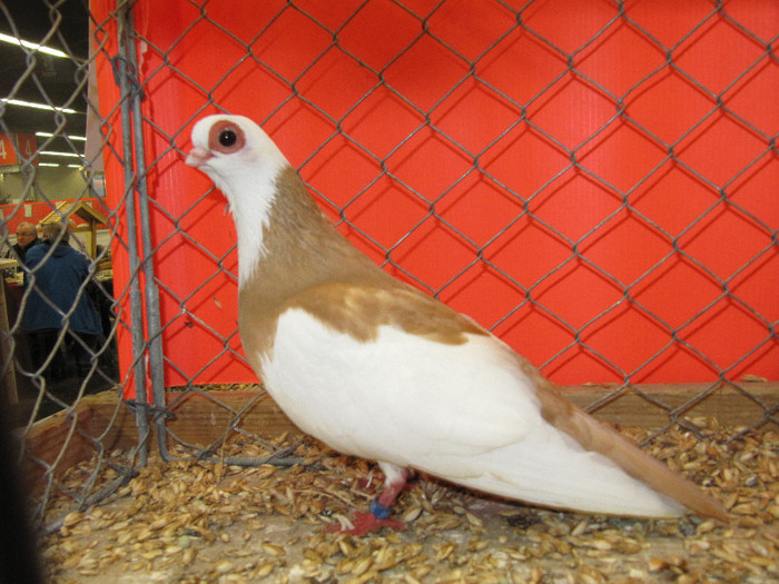 N - Expozitia nationala a Germaniei decembrie 2012