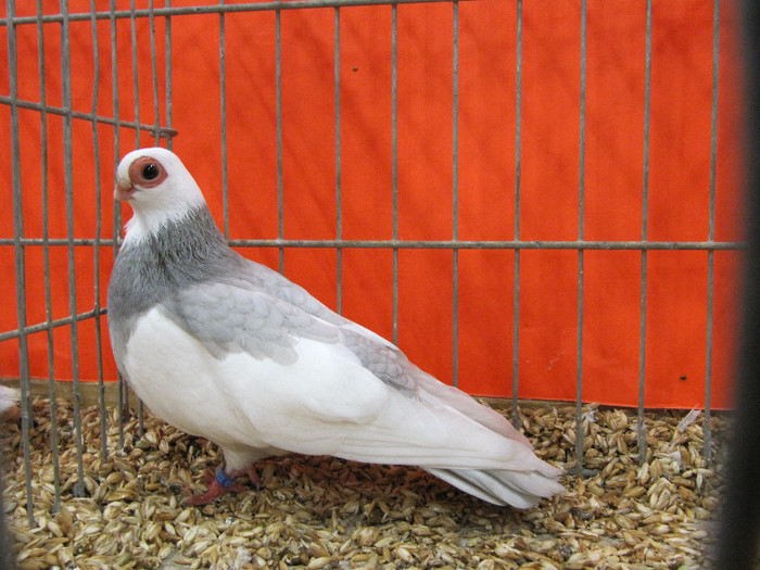 N - Expozitia nationala a Germaniei decembrie 2012