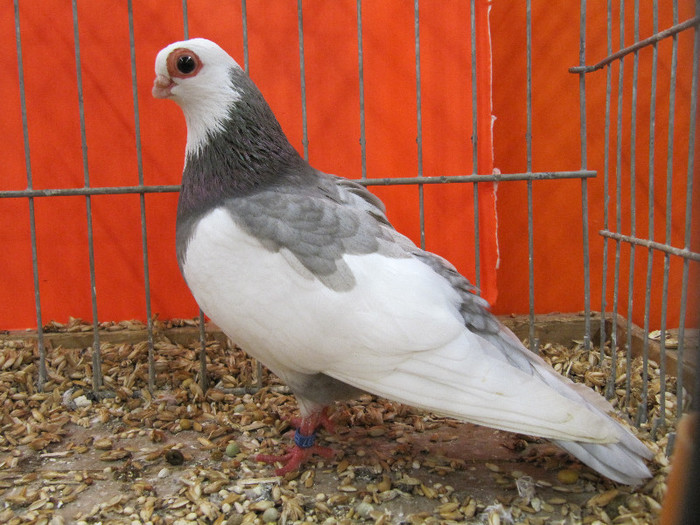 N - Expozitia nationala a Germaniei decembrie 2012