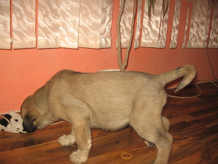 Picture 017 - PUI KANGAL