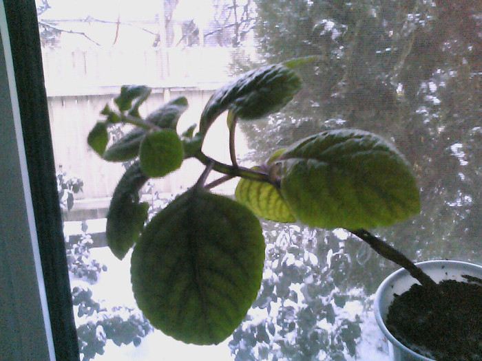 Picture 001 - PLECTRANTHUS CILIATUS