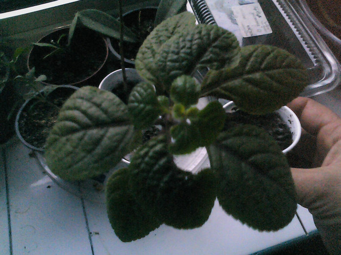 Picture 003 - PLECTRANTHUS CILIATUS