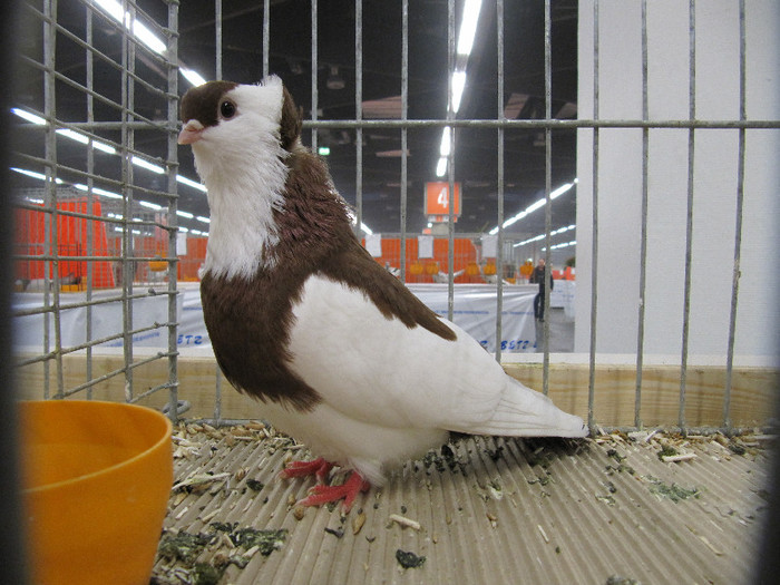 N - Expozitia nationala a Germaniei decembrie 2012