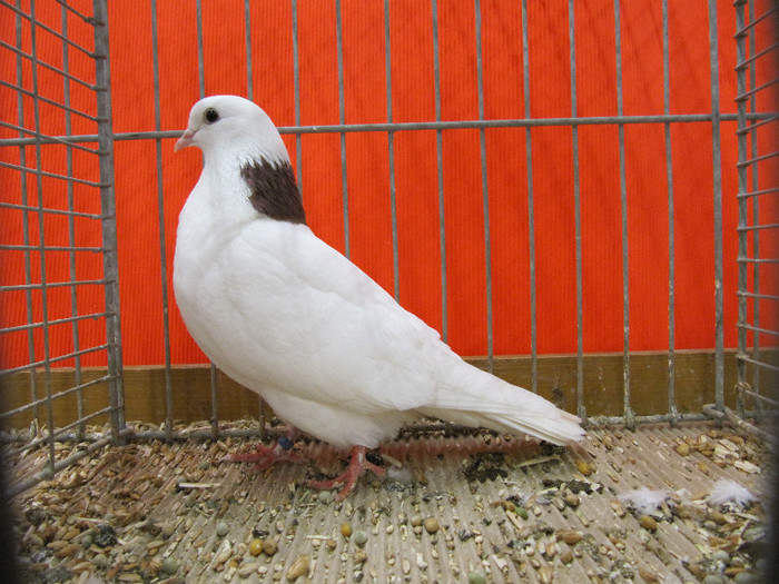 N - Expozitia nationala a Germaniei decembrie 2012