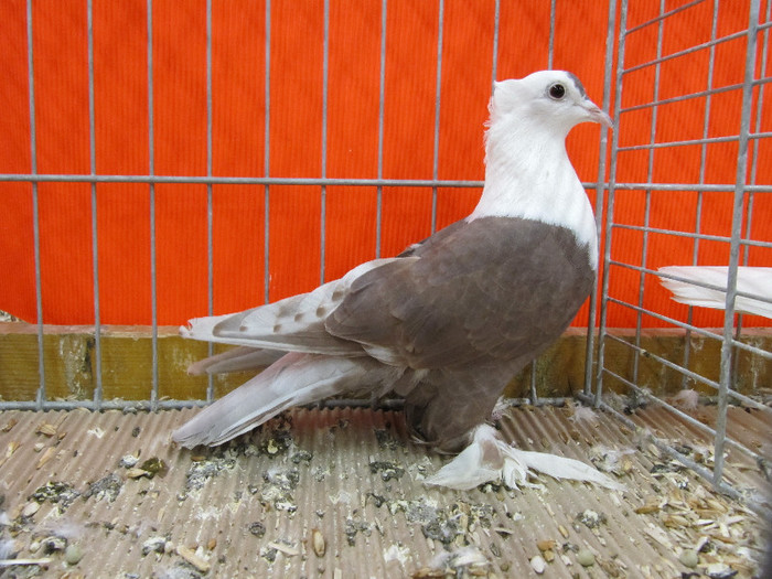 N - Expozitia nationala a Germaniei decembrie 2012