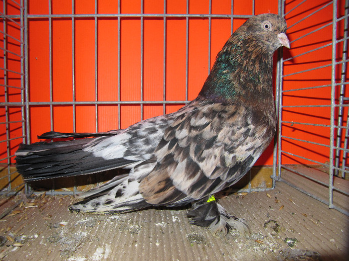 N - Expozitia nationala a Germaniei decembrie 2012