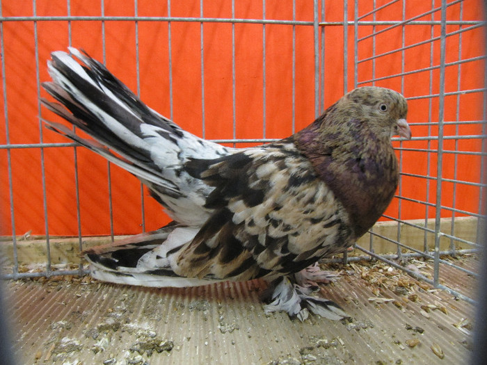 N - Expozitia nationala a Germaniei decembrie 2012