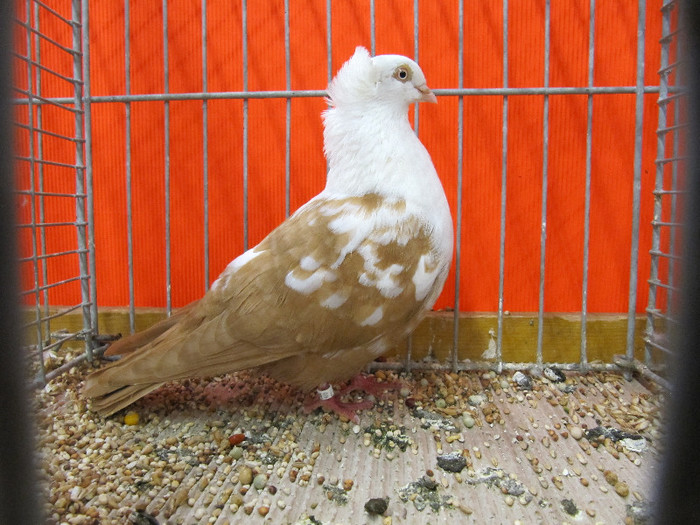 N - Expozitia nationala a Germaniei decembrie 2012
