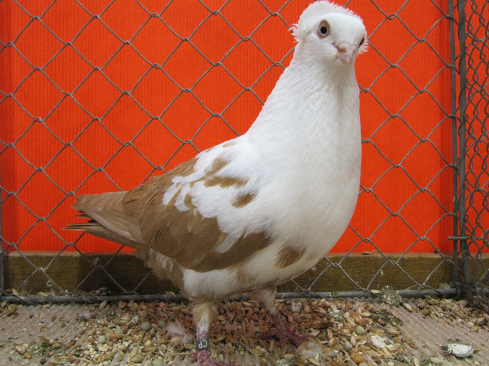 N - Expozitia nationala a Germaniei decembrie 2012