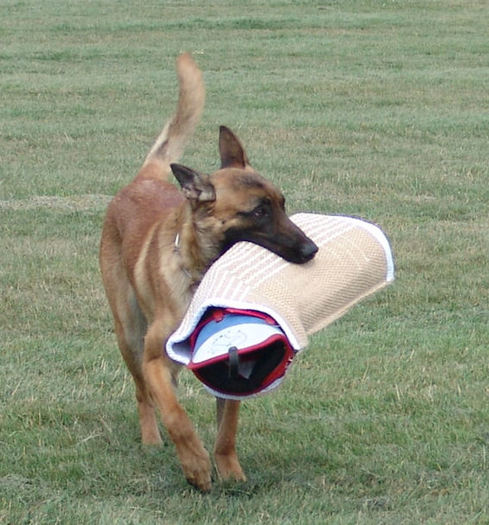 ZET - CIOBANESC BELGIAN MALINOIS