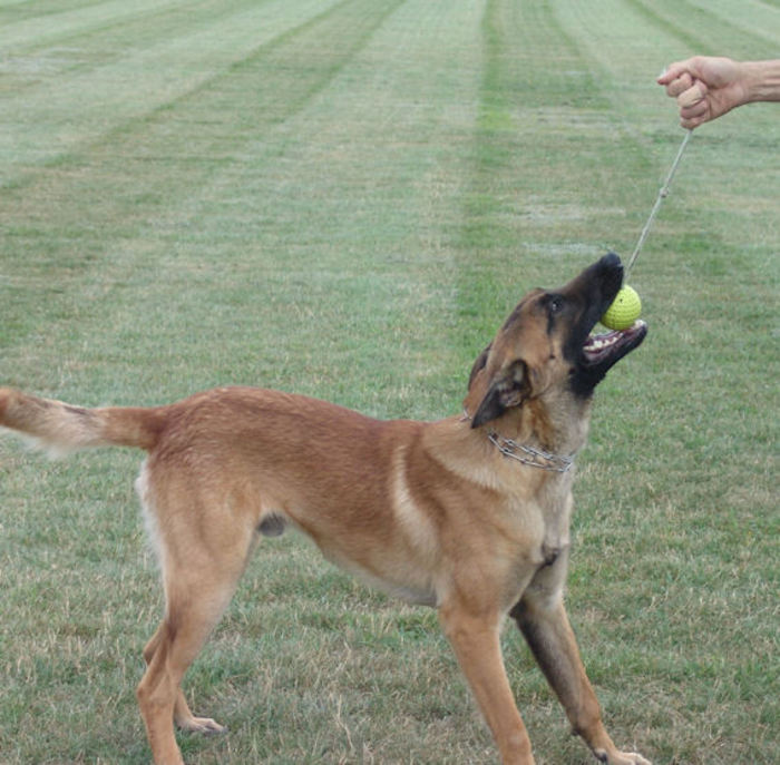 top 4 - CIOBANESC BELGIAN MALINOIS