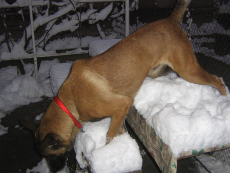 ZET 11 LUNI - CIOBANESC BELGIAN MALINOIS