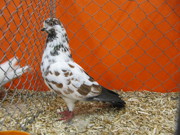 N - Expozitia nationala a Germaniei decembrie 2012