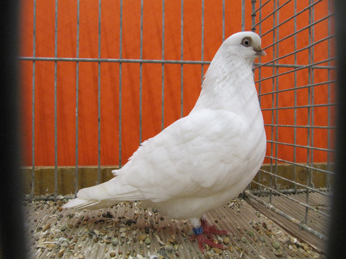 N - Expozitia nationala a Germaniei decembrie 2012