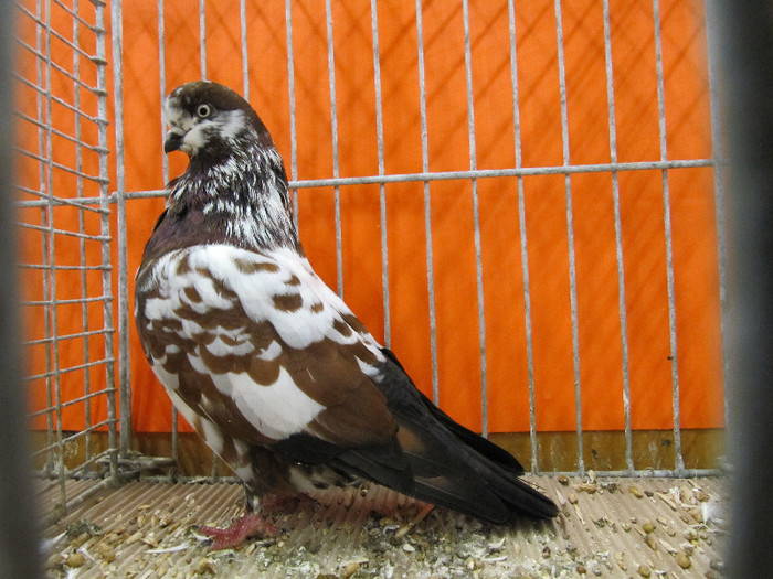 N - Expozitia nationala a Germaniei decembrie 2012