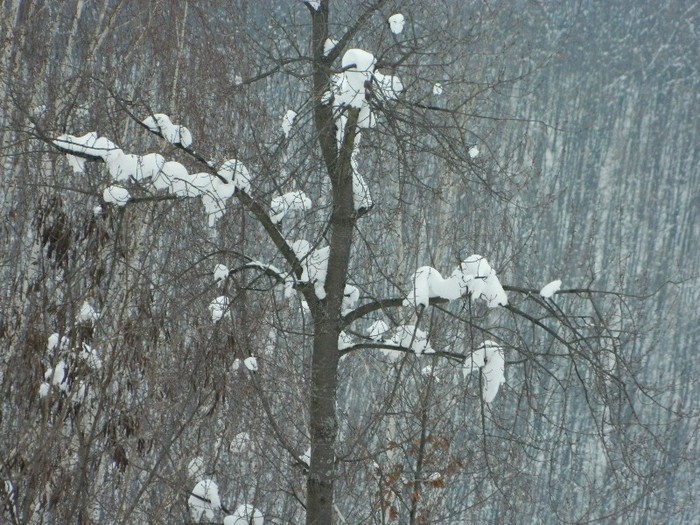 Picture 144 - Diverse-Claudiu