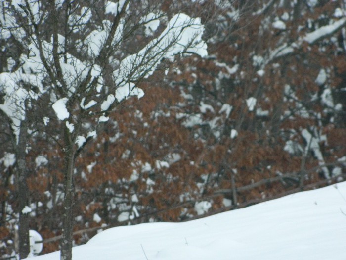 Picture 166 - Diverse-Claudiu