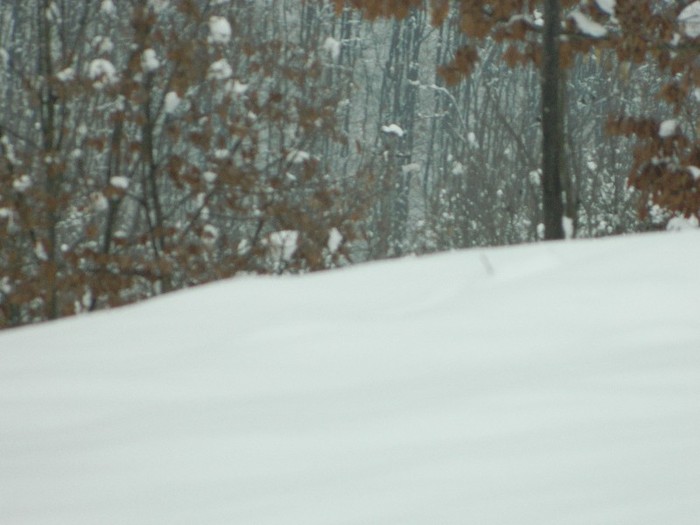 Picture 170 - Diverse-Claudiu