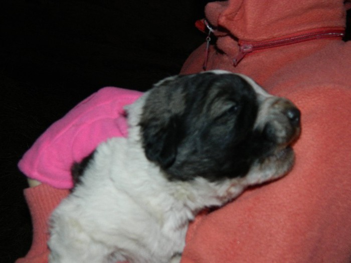 Picture 177 - Diverse-Claudiu