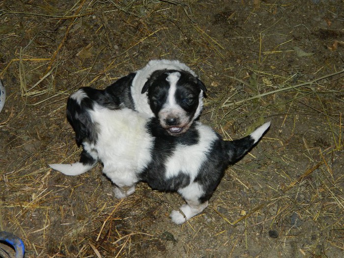 Picture 182 - Diverse-Claudiu