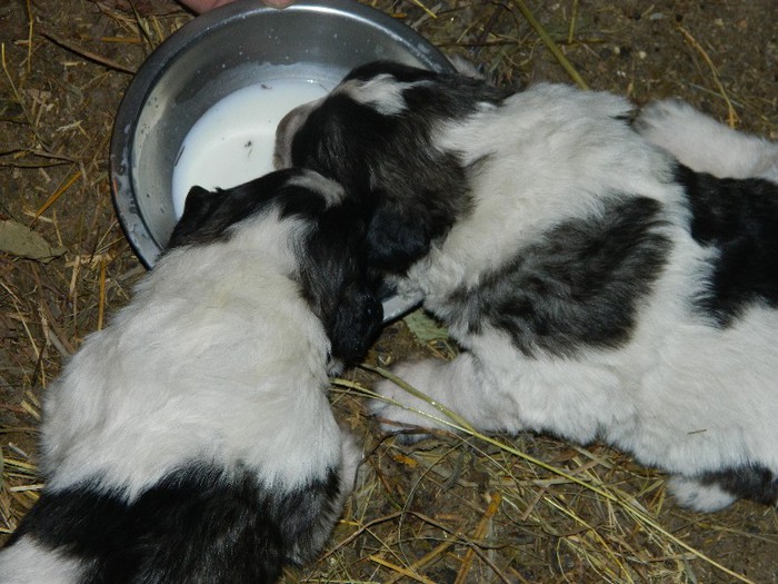 Picture 186 - Diverse-Claudiu