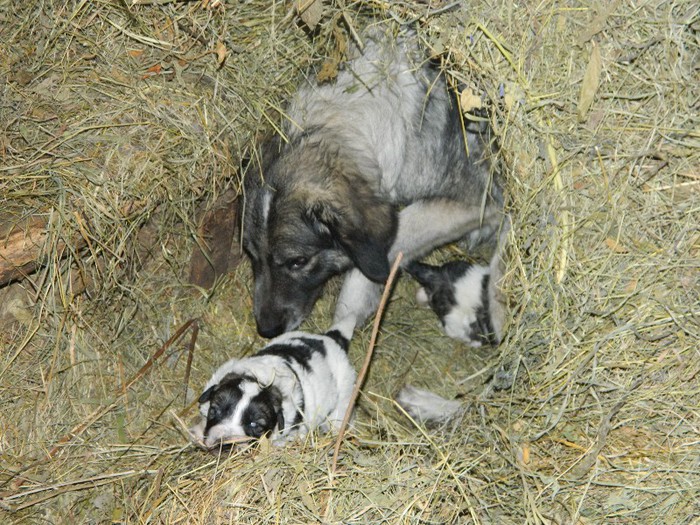 Picture 190 - Diverse-Claudiu