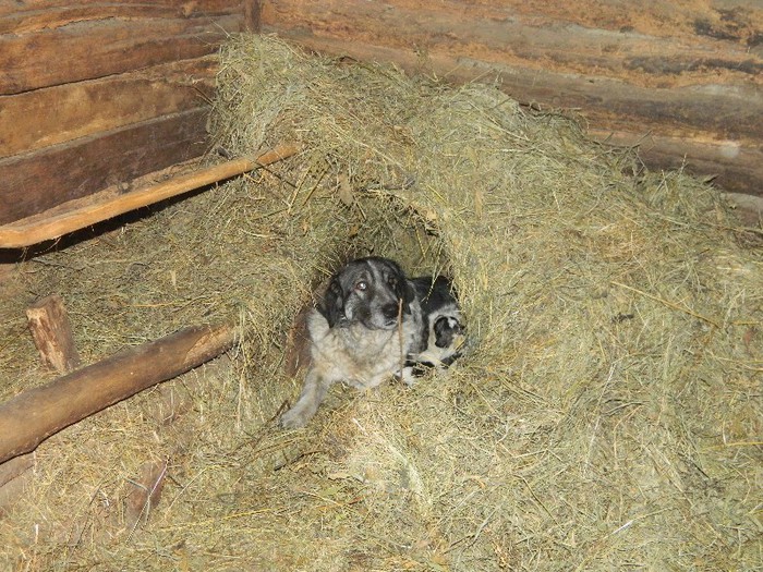 Picture 192 - Diverse-Claudiu