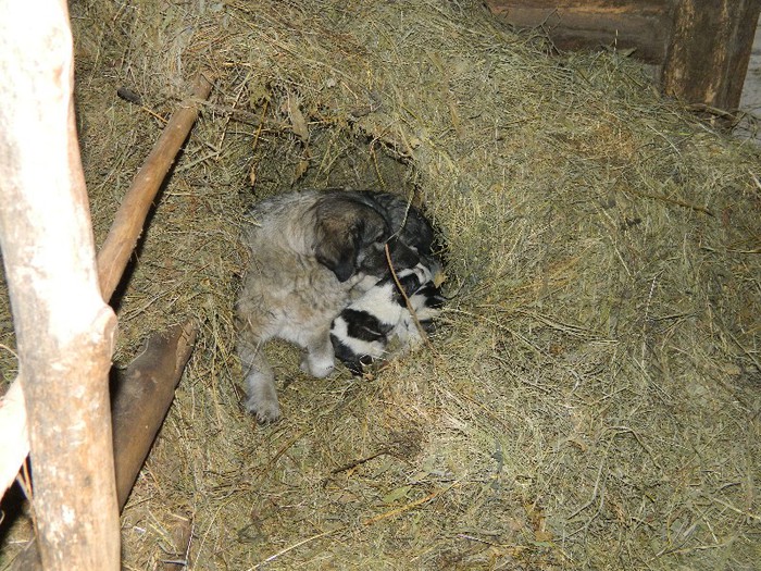 Picture 193 - Diverse-Claudiu