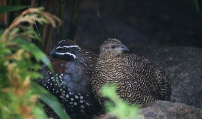 PREPELITA MADAGASCAR PERECHE - PREPELITE EXOTICE