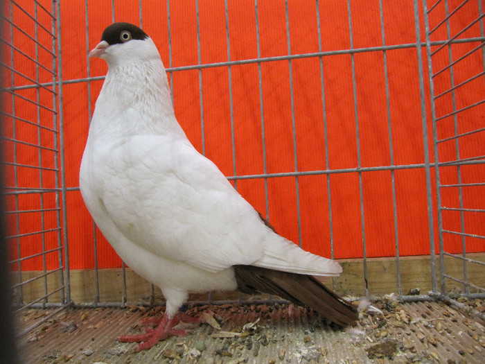 N - Expozitia nationala a Germaniei decembrie 2012