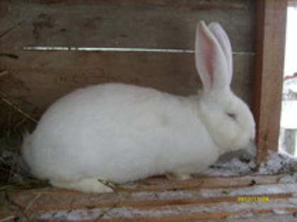 nelu - 0  aaa iepuri de vanzare diferite rase 2012