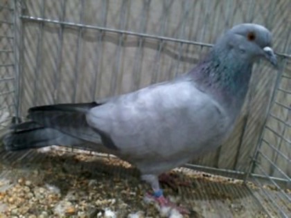 0014 Porumbel gascon F 09