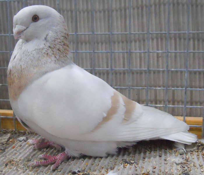 0035 Voiajor frumusete Liege B 08