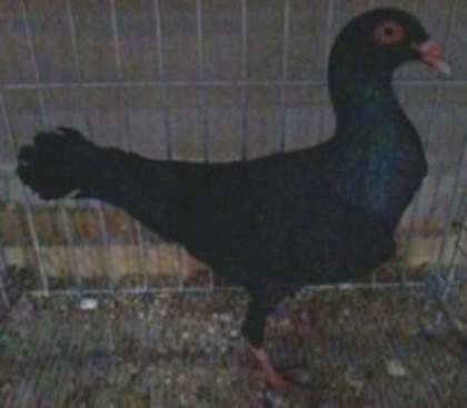 0052 Roubaisien F 09 - 01 porumbei de forma