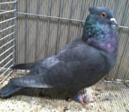 0053Smyter B 09 - 01 porumbei de forma