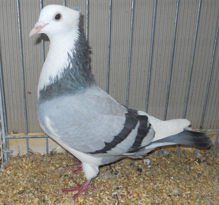 0055 Manotte dArtois F 10 - 01 porumbei de forma