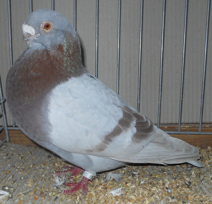 0557 Mariolinha P 08