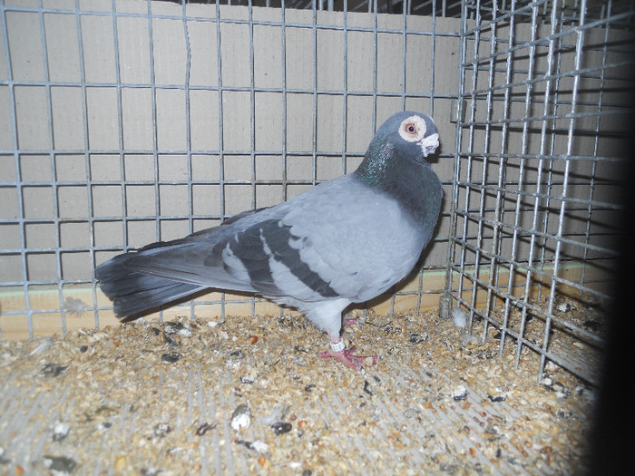 0116 Carunculat polonez PL 09