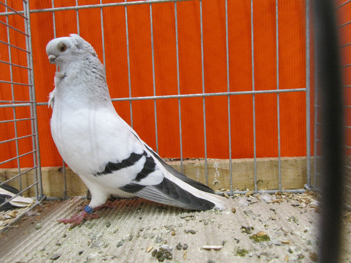 N - Expozitia nationala a Germaniei decembrie 2012