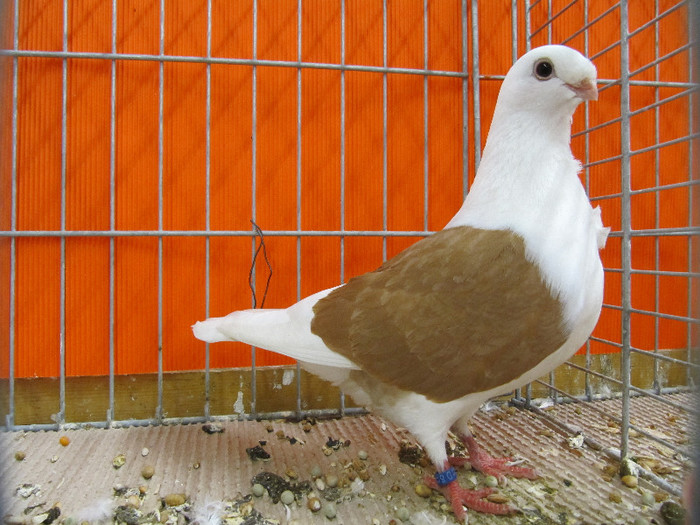 N - Expozitia nationala a Germaniei decembrie 2012