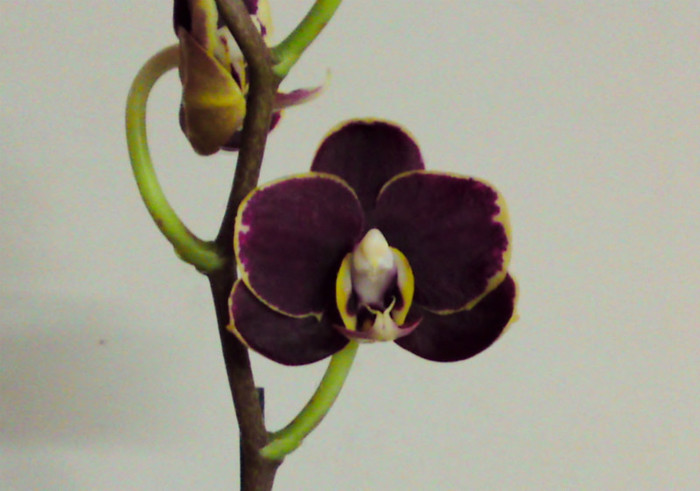  - Phalaenopsis 2