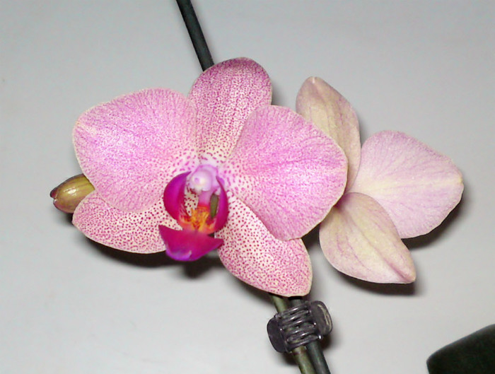  - Phalaenopsis 2