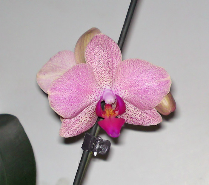  - Phalaenopsis 2